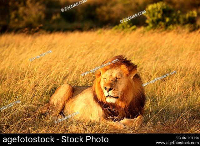 Male lion in the wilderness of Africa