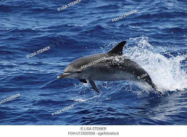 Atlantic Spotted Dolphin, Stenella frontalis, leaping in the Azores
