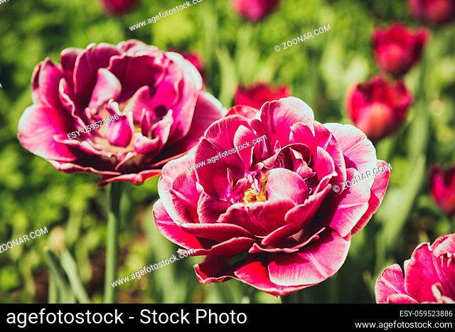 Flowers tulips in spring