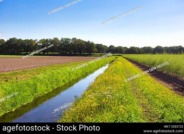 Summer landscape in the Netherlands with green meadow and calm stream and field of dandelions yellow flower in the blue sky beautiful nature
