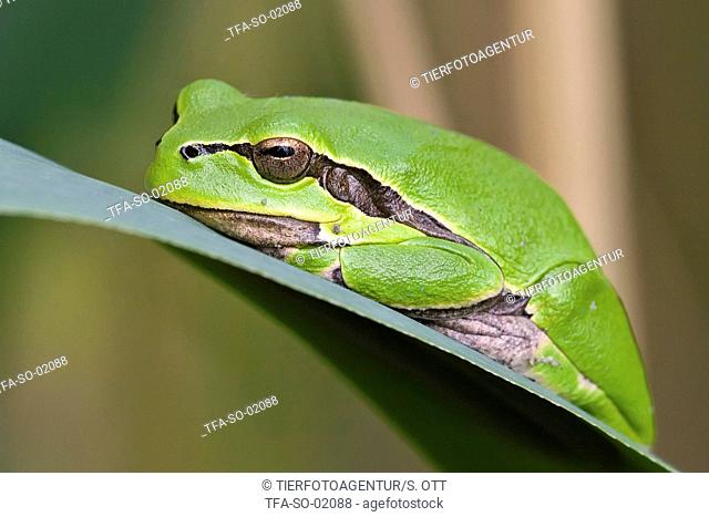 tree frog on leaf