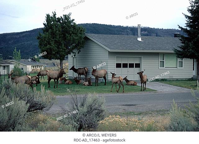 Elks in front gardens of a settlement Mammoth Hot Springs Yellowstone national park Wyoming USA Cervus canadensis