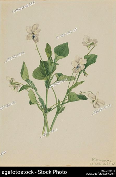 Cream Violet (Viola striata), 1918. Creator: Mary Vaux Walcott