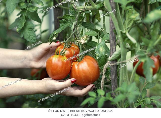 Woman's hands picking red tomatoes (Solanum lycopersicum) in greenhouse. Kaluga Region, Central Russia