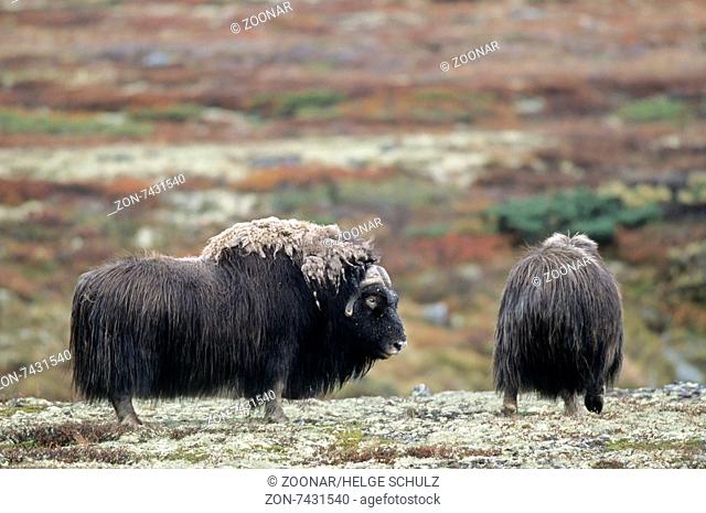 Bull and cow Muskox in the autumnally tundra