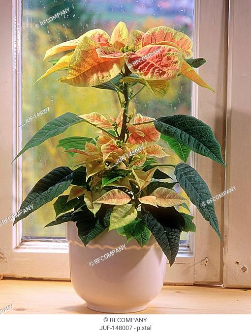 poinsettia / Euphorbia pulcherrima
