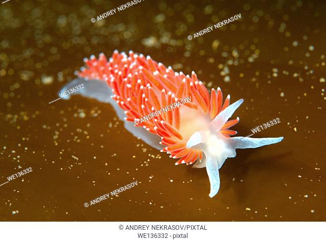 Nudibranch or Sea Slug ( Flabellina verrucosa ) Sea of Japan, Rudnaya Pristan, Far East, Primorsky Krai, Russia