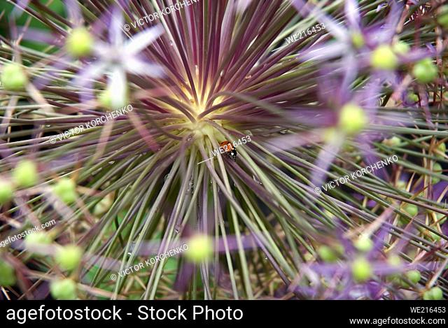 Ladybug on ornamental onion flower. Ontario, Canada