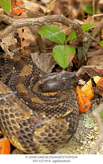 Timber Rattlesnakes, Crotalus horridus, northeastern United States  Venomous pitvipers, widely distributed throughout eastern United States  Legally protected...