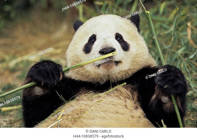 Giant Panda, Ailuropoda Melanoleuca, Chengdu Breeding and Research Base, Xiongmao Jidi, Sichuan, China, Asia, one bear