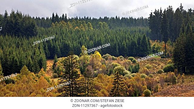 Waldlandschaft im Herbst, Hohes Venn, Monschau, Nordrhein-Westfalen, Deutschland, Europa