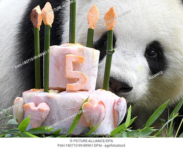 dpatop - 10 July 2018, Germany, Berlin: Panda female Meng Meng takes a look at her birthday cake at her enclosure at the Berlin Zoological Garden