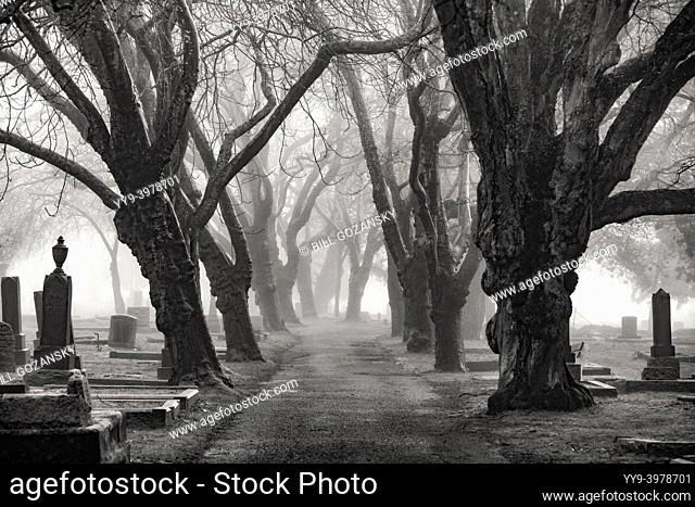 Foggy tree-lined path in Ross Bay Cemetery - Victoria, Vancouver Island, British Columbia, Canada [B&W Image]