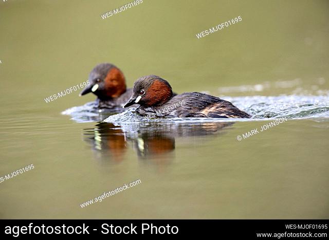 Scotland, two swimming Little Grebes