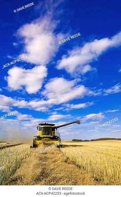 A combine harvester works in a canola field, near Somerset, Manitoba, Canada