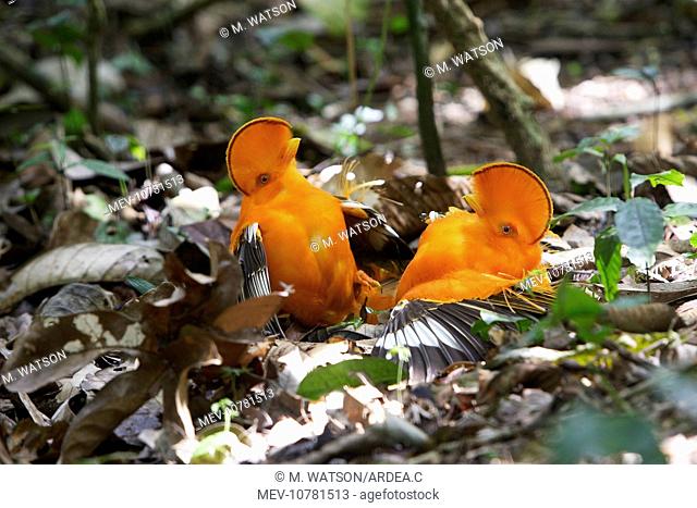 Guianan Cock-of-the-rock - males fighting (Rupicola rupicola)