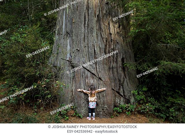 Young girl hugging a large tree along the Lady Bird Johnson Grove Trail in the California Redwoods National Park in coastal Northwest California