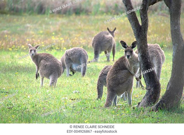 kängurufamilie