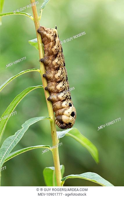 Elephant Hawk-moth (Deilephila elpenor). caterpillar resting on willowherb - September - Cannock Chase - Staffordshire - England