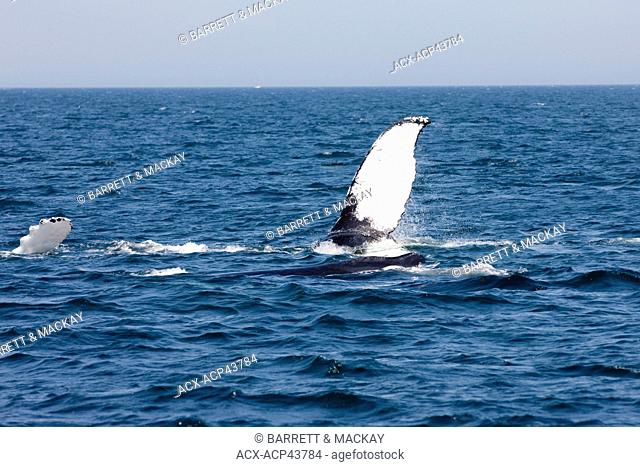 Humpback whale fluke, Megaptera novaeangliae off Grand Manan Island, Bay of Fundy, New Brunswick, Canada