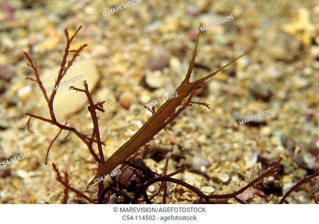 Isopod (Synisoma sp.). Galicia, Spain