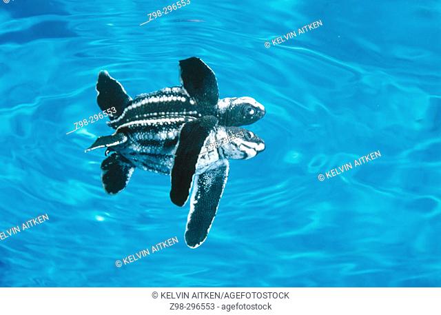 Leatherback turtle (Dermochelys coriacea) hatchling in lagoon swimming out to sea. Tropical all oceans