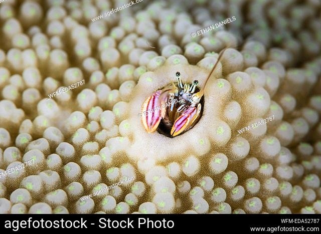 Coral Hermit Crab, Paguritta harmsi, Melanesia, Pacific Ocean, Solomon Islands