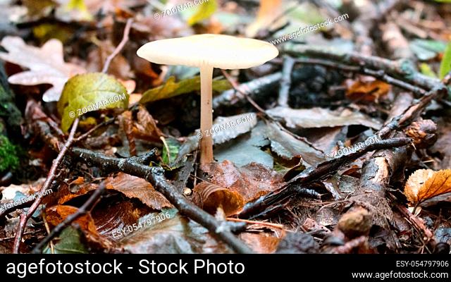 Forest ecology. Autumn in broad-leaved subtropical forest in North of Black sea, forest community; xylium. Fallen leaves, dampness, fungi, forest floor