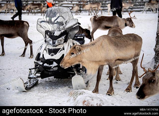 Reindeer, snowmobile, Raattama, Lapland, Finland