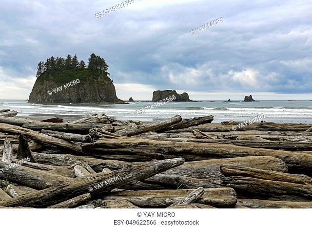 Big trunks at Second Beach in Olympic National Park, WA, USA