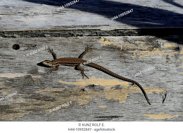 Common wall lizard, Podarcis muralis, Lacertidae, lizard, animal, reptile, Agarn, Canton Valais, Switzerland, Europe