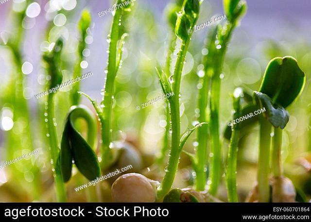 Small Spring sprout in horticultural farm. Concept of a green life. Ecology and environment background