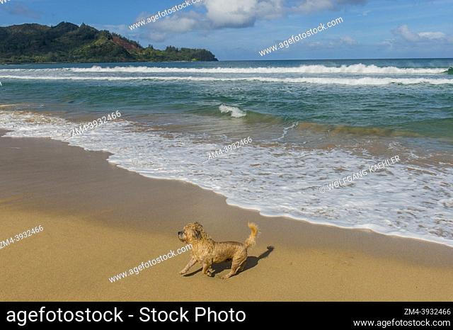 A dog is playing on Hanalei beach on the northern end of the Hawaiian Island of Kauai, Hawaii, USA