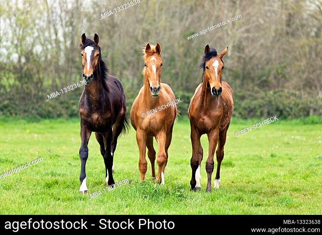 Yearlings in the morning in a pasture on a stud farm in Calvados, Normandy, France