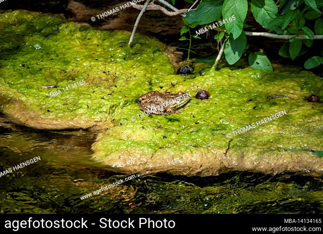 a wild green water frog in krka national park, croatia