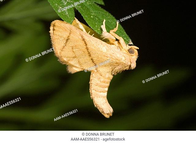 Inverted Y-Slug Moth (Apoda y-inversum) photographed in captivity, attracted to mercury vapor light. Boone County, Missouri, 10 June 2007
