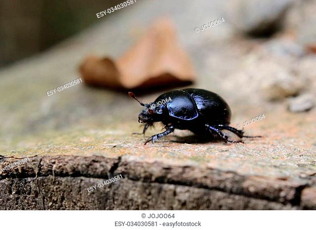 Dung beetle on stem in a forest in Germany