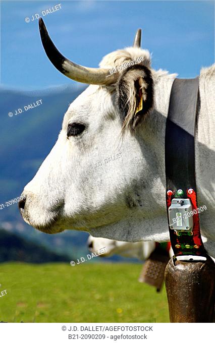 Gascon cow equipped with a GPS collar, Ariège, Midi-Pyrenées, France