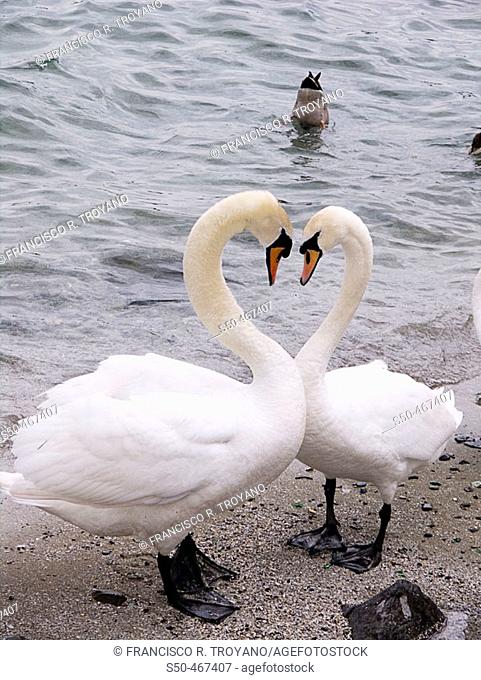 Swans in Leman lake. Geneve. Switzerland