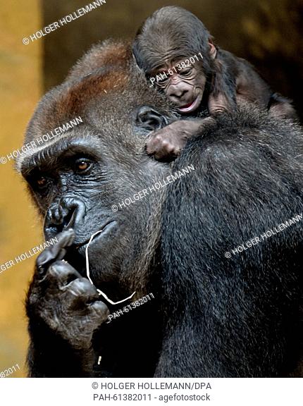 A yet to be named baby gorilla clings on to its mother Zazie at the adventure zoo in Hanover, Germany, 07 September 2015