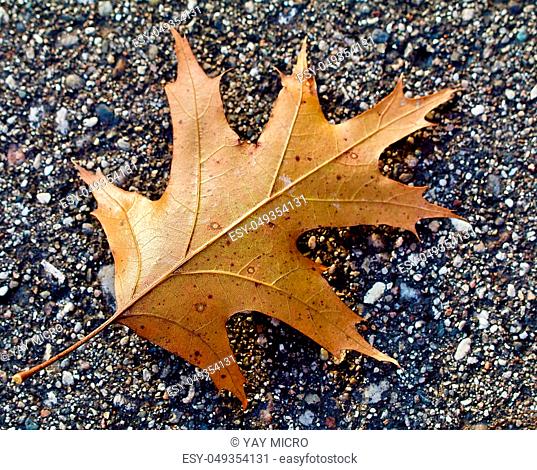 A brown autumn leaf lays face down on the black top in closeup