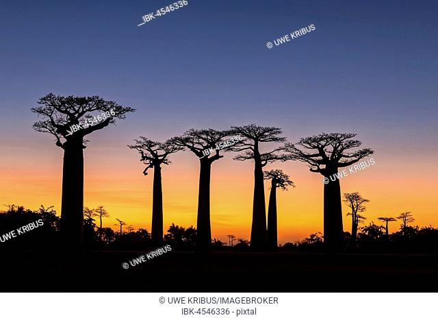 Baobab Avenue (Adansonia gradidieri) in the sunset, near Morondava, Madagascar