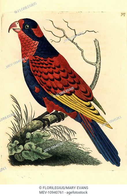 Red and blue lory, Eos histrio. Endangered. Illustration drawn and engraved by Richard Polydore Nodder. Handcolored copperplate engraving from George Shaw and...