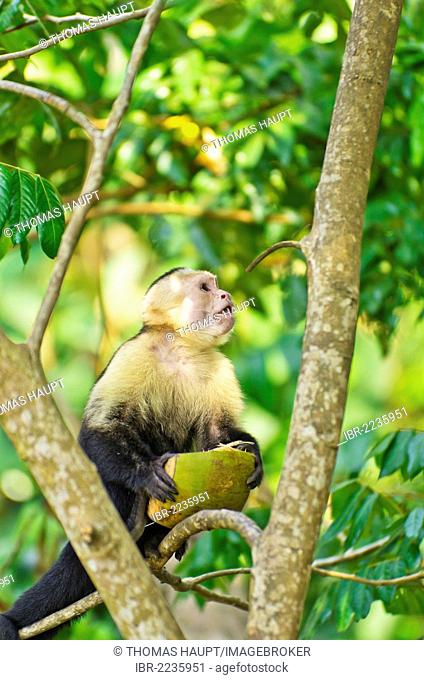 White-headed capuchin (Cebus capucinus) sitting on a tree holding a coconut, Manuel Antonio National Park, Costa Rica, Central America