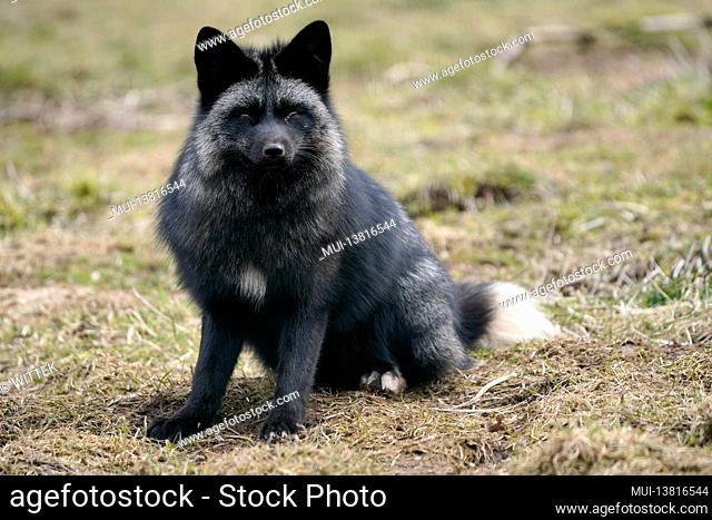 Silver fox (Vulpes vulpes) animal portrait, Germany, Europe