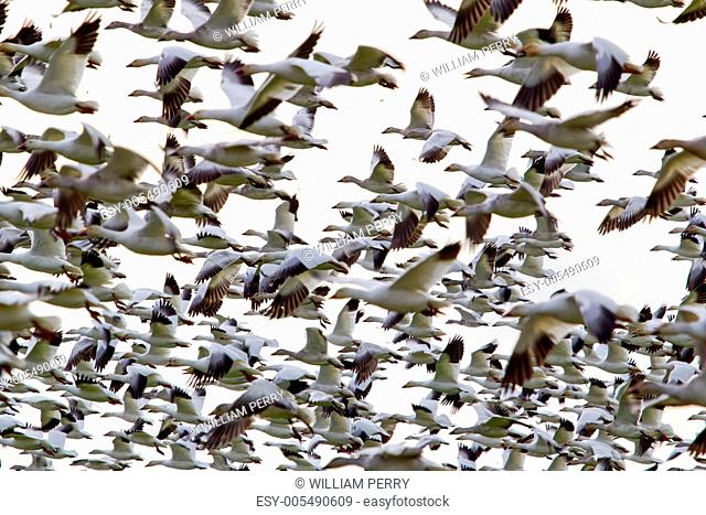 Traffic Jam Hundreds of Snow Geese Flying in a Group