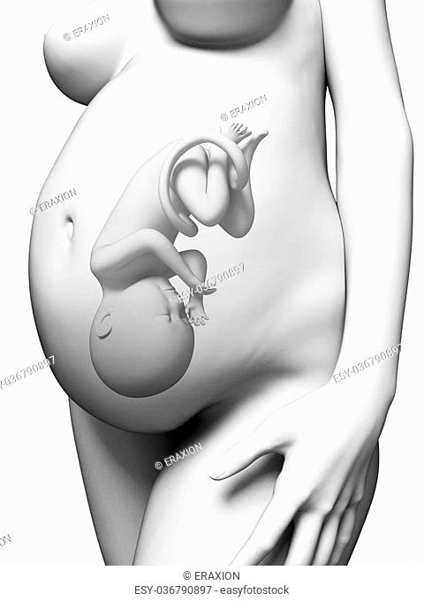 3d rendered illustration of a pregnant woman