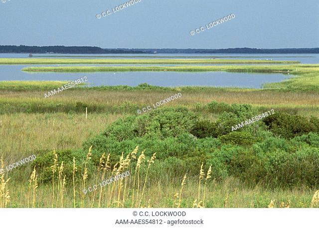 Wiregrass Marsh Cape Lookout National Seashore, North Carolina