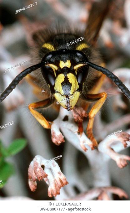 Saxon wasp (Dolichovespula saxonica, Vespula saxonica), portrait of a single animal, Germany