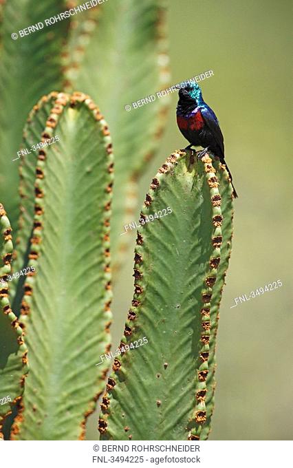 Red-chested Sunbird, Cinnyris erythrocercus, Queens Elizabeth National Park, Uganda, East Afrca, Africa